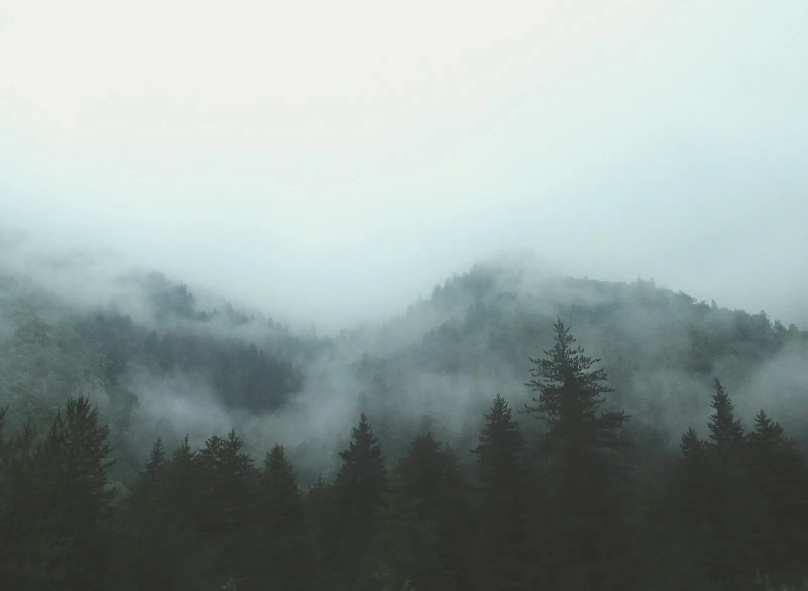 Fog in a forest